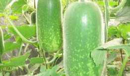 超帅网红吃瓜图片高清,高清美图揭秘瓜界新潮流